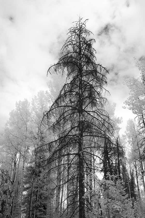 Infrared Photograph of Dark Pine Surrounded by Other Trees.